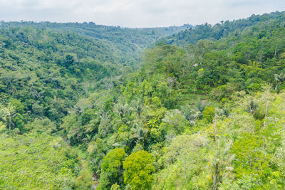 Scenic view of forest against sky