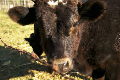 Close-up portrait of cow on field