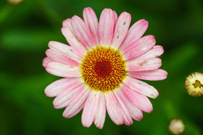 Close-up of pink flower blooming outdoors