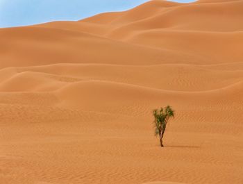 North africa desert 