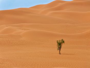 North africa desert 