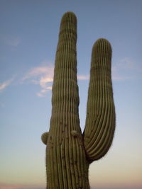 Low angle view of fresh cactus against sky during sunset