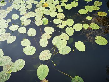 High angle view of leaves floating on water