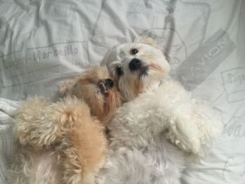 Dog looking away