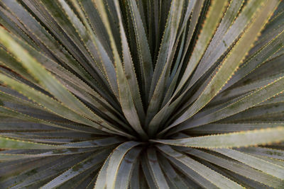 Full frame shot of palm leaf