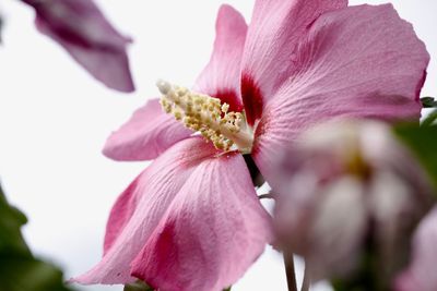 Close-up of pink flower