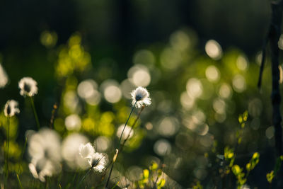 Beautiful white, fluffy cotton-grass heads in warm sunlight. wildflowers in the forest.