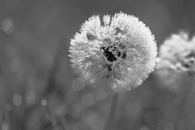 Close-up of water drops on flowering plant