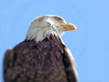 Low angle view of eagle against clear blue sky