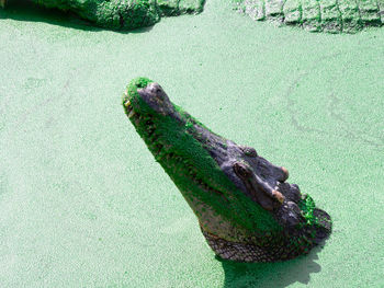 High angle view of crocodile in water