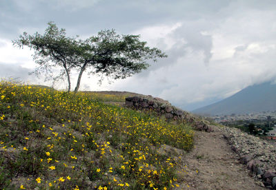 Scenic view of field against cloudy sky