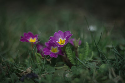 Close-up of purple crocus flowers on field