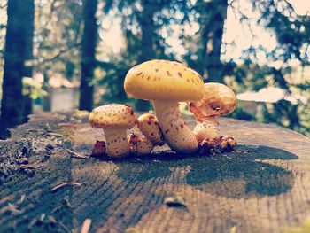 Close-up of mushroom growing on tree in forest