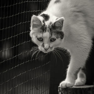 Close-up of cat with kitten in cage