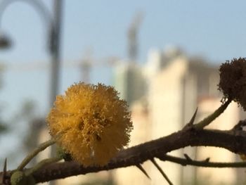 Close-up of tree against sky