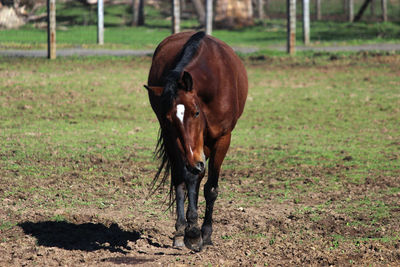 Horse in a field