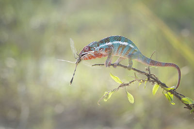 Close-up of insect perching on branch
