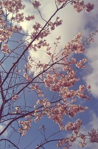 Low angle view of tree against sky