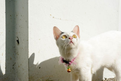 Close-up portrait of a cat