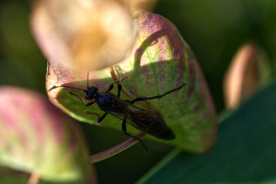 Close-up of insect