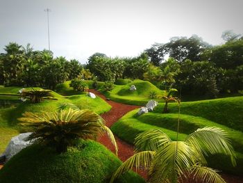 View of palm trees