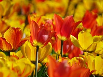 Full frame shot of red tulips