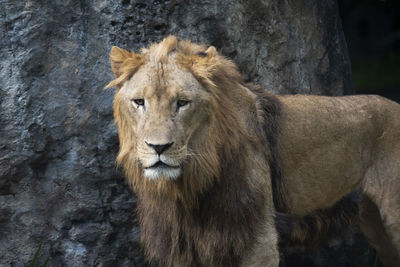 Cat looking away in zoo