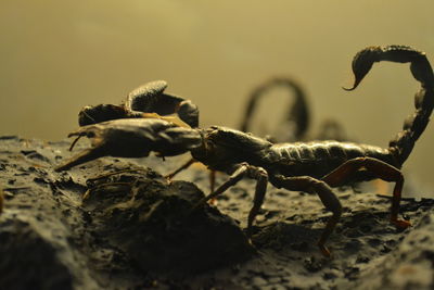 Close-up of scorpion on rock