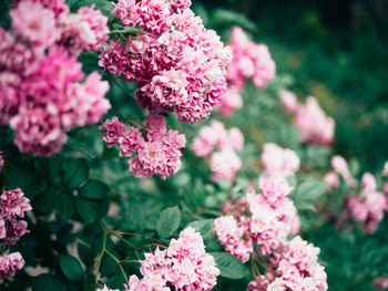 Close-up of pink flowers blooming outdoors