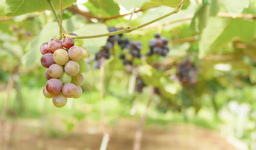 Close-up of grapes growing in vineyard