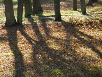 Shadow of tree on field