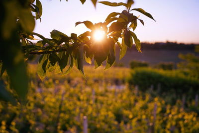 Sunset on the hills of vineyards in tuscany, italy