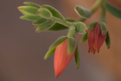 Close-up of leaves