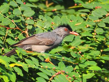 Bird perching on a plant