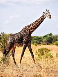 Side view of giraffe on field against sky