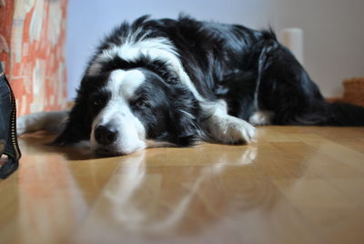 Close-up portrait of dog relaxing on hardwood floor