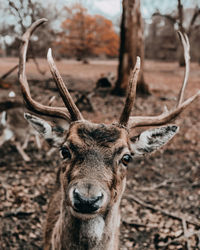 Close-up portrait of deer