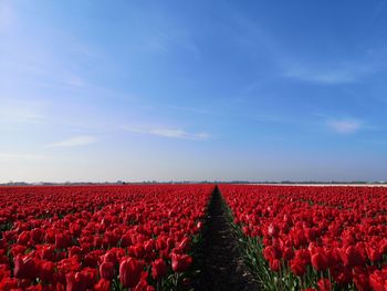 Red flowering plants on field against sky