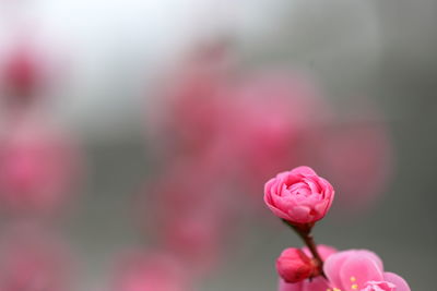 Close-up of pink rose