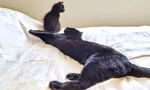 Black cat lying on bed