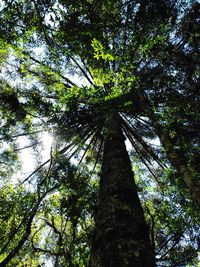 Low angle view of bamboo trees in forest