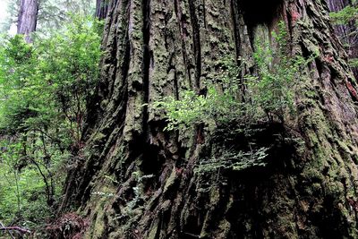 Trees growing in forest