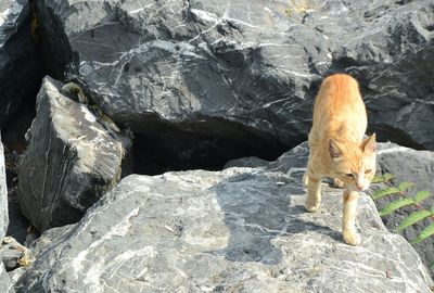 High angle view of horse on rock