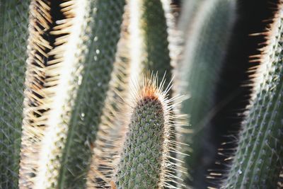 Close-up of cactus