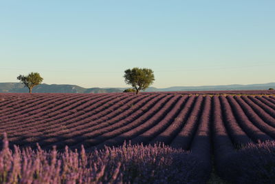 A sunrise near valensole