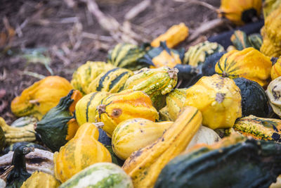 Close-up of pumpkins in market