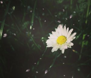 Close-up of flower blooming in park