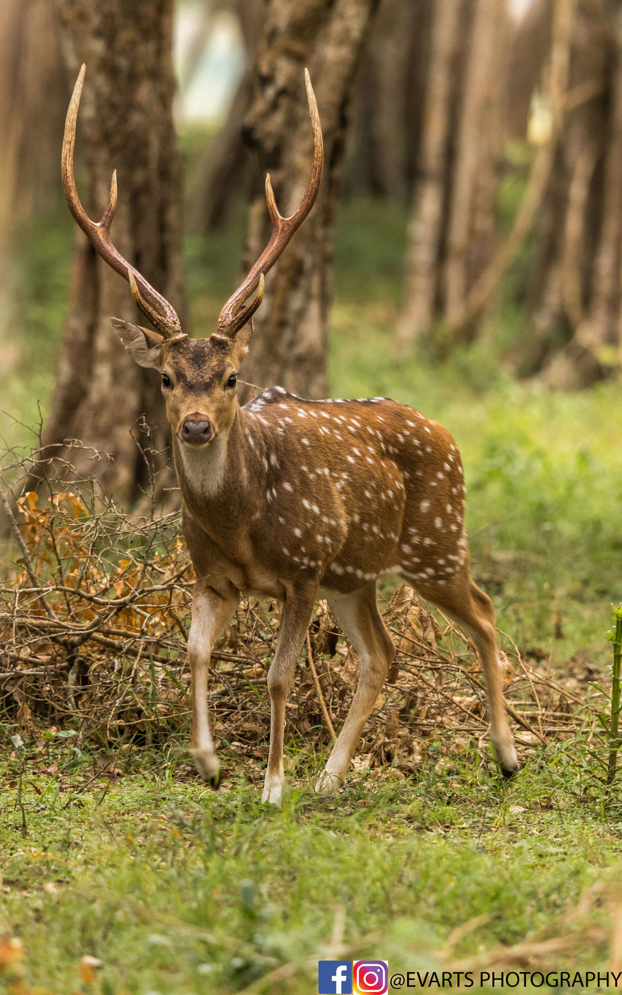 Wilpattu