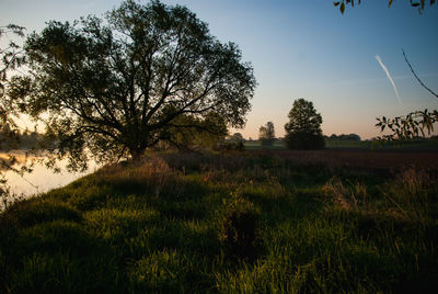 Trees on field against sky