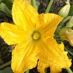 Close-up of yellow flowering plant